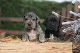 DOGUE ALLEMAND 972